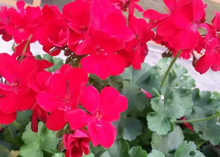 Casa Chigi Apartment *