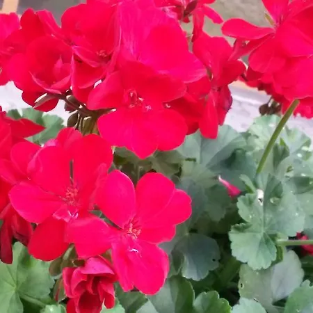 Casa Chigi Appartement *